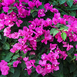 Bougainvillea