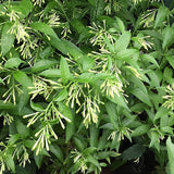 Night Blooming Jasmine