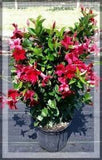 Mandevilla