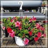 Mandevilla