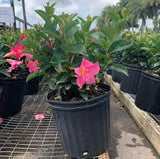 Mandevilla