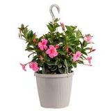 Mandevilla