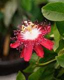 Passion Vine