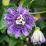 Passion Vine