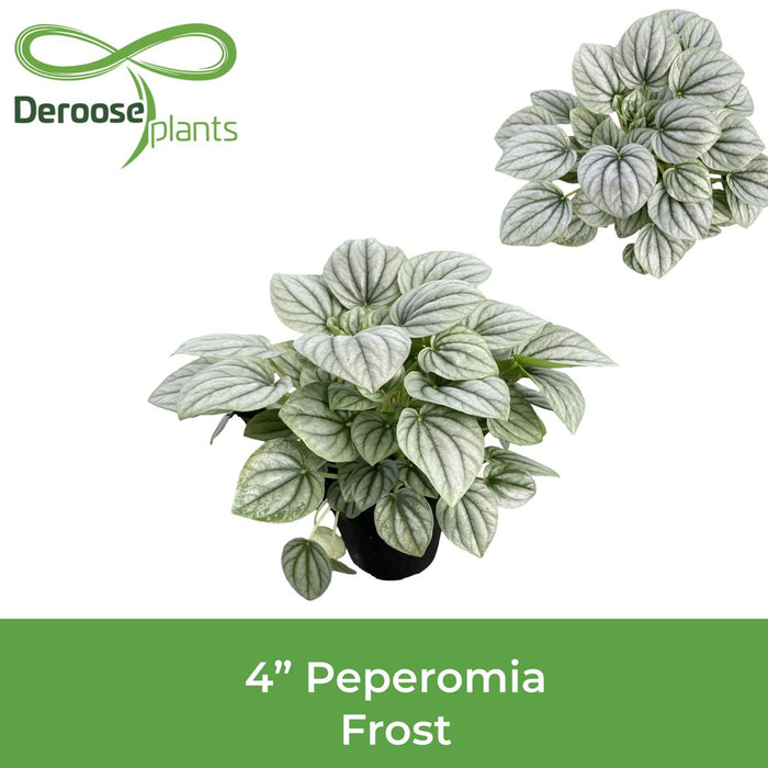Peperomia Frost