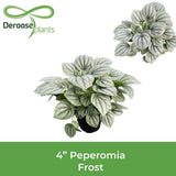 Peperomia Frost