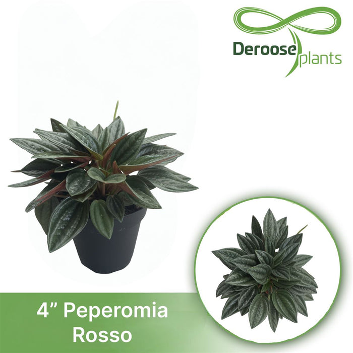 Peperomia Rosso