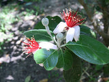 Guava - Pineapple Feijoa