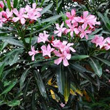 Oleander