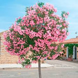 Oleander