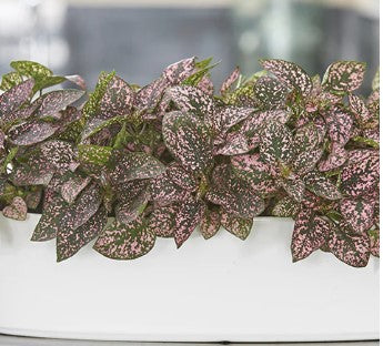 Polka Dot Plant