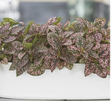 Polka Dot Plant
