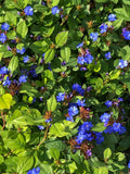 Dwarf Plumbago