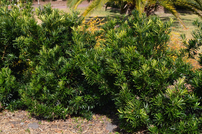 Podocarpus - Dwarf Pringles