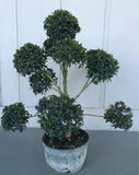 Podocarpus - Topiary