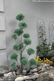 Arizona Cypress - Carolina Sapphire - Topiary