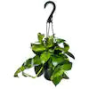 Philodendron Brasil - Variegated