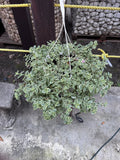 Premuim Hanging Basket Annual/Perennial