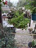 Premuim Hanging Basket Annual/Perennial
