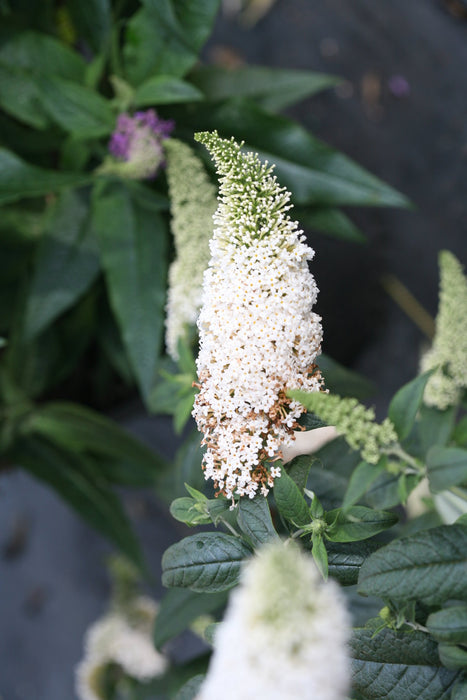 Buddleia - White