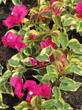 Bougainvillea