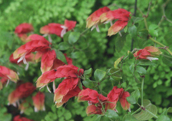 Shrimp Plant - Red