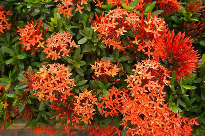 Dwarf Ixora