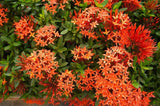 Dwarf Ixora