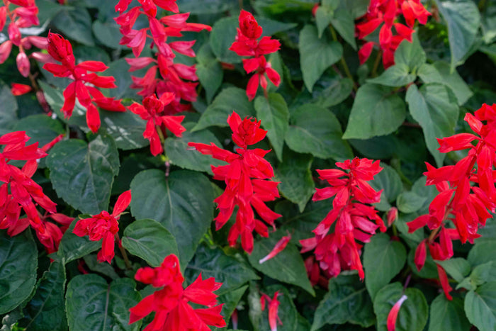 Salvia