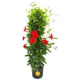 Mandevilla