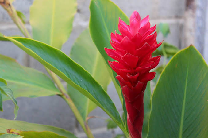 Red Ginger