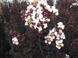 Crape Myrtle - Ebony and Ivory-Multi