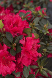 Azalea - Red Ruffle