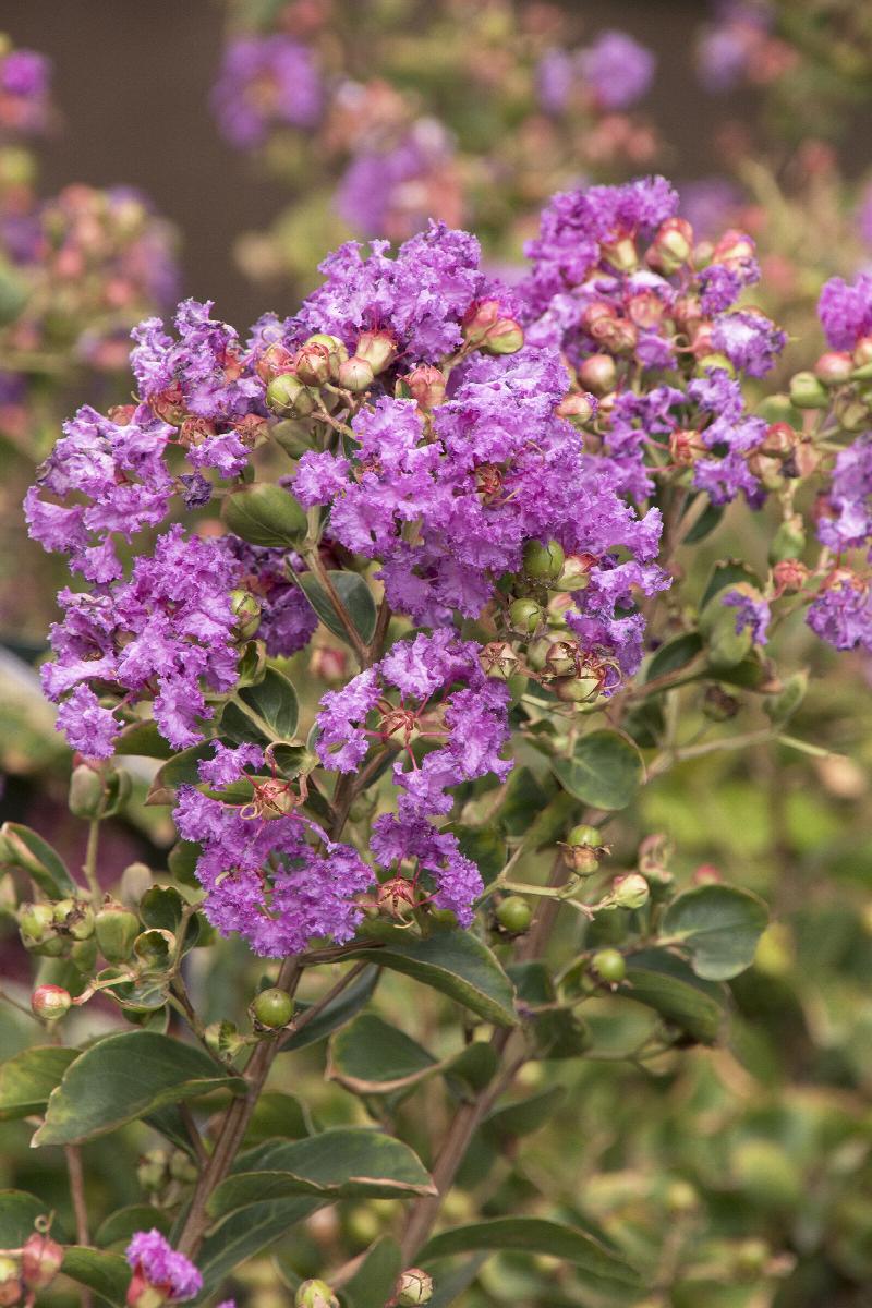Crape Myrtle - Catawba Purple