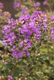 Crape Myrtle - Catawba Purple