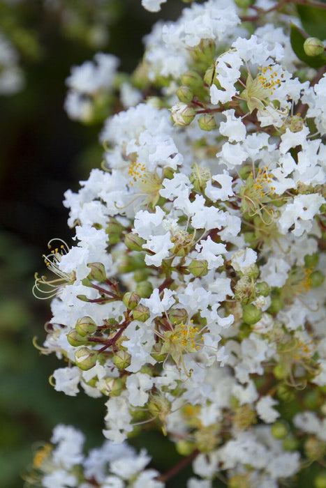 Crape Myrtle - Natchez