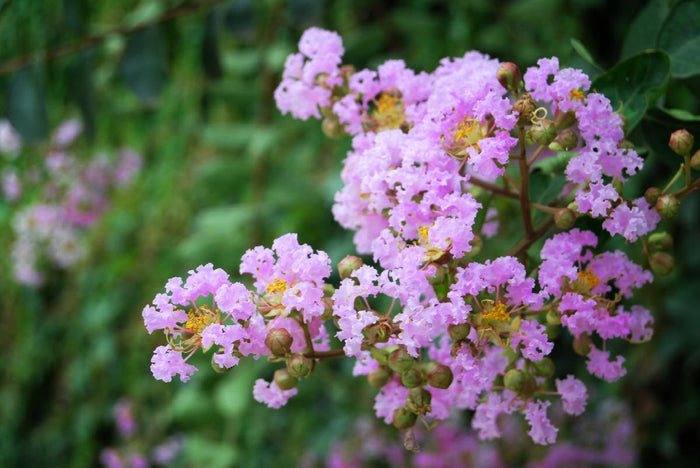 Crape Myrtle - Muskogee