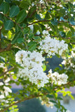 Crape Myrtle - Acoma
