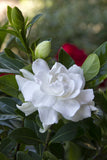 Gardenia - Veitchii