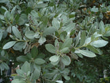 Silver Buttonwood