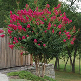 Crape Myrtle - Tonto