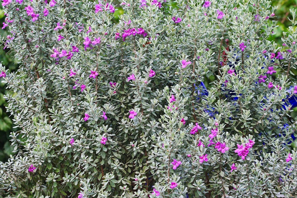 Texas Sage
