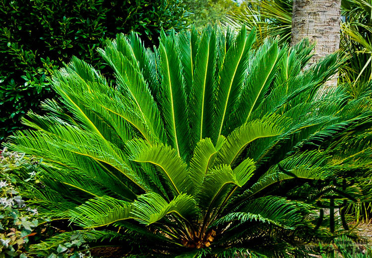 Sago Palm