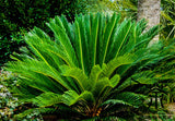 Sago Palm
