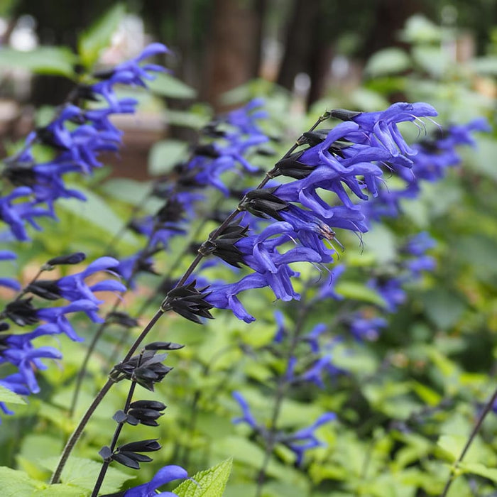 Black and Blue Salvia