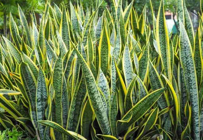 Mother-In-Law Tongue - Snake Plant