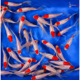 Fish Goldfish Assorted M/S, Med, & Reg