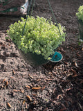 Sedum