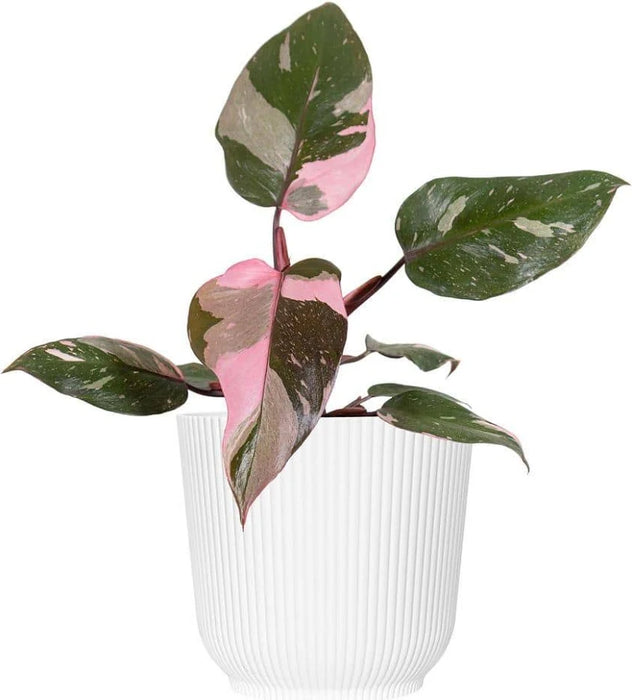 Philodendron - Pink Princess