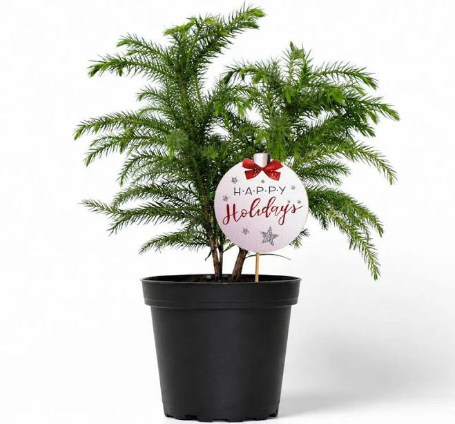 Norfolk Island Pine